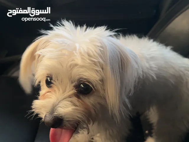 كلب مالتيز أنثى تحب تلعب و تحب الأطفال و بصحه عاليا جداً العمر 5 شهور