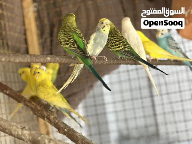 ماشاء الله طيور محليات ومنتجه