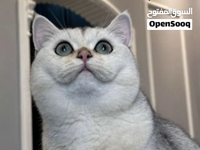 الجاد ومهتم يتواصل وياي