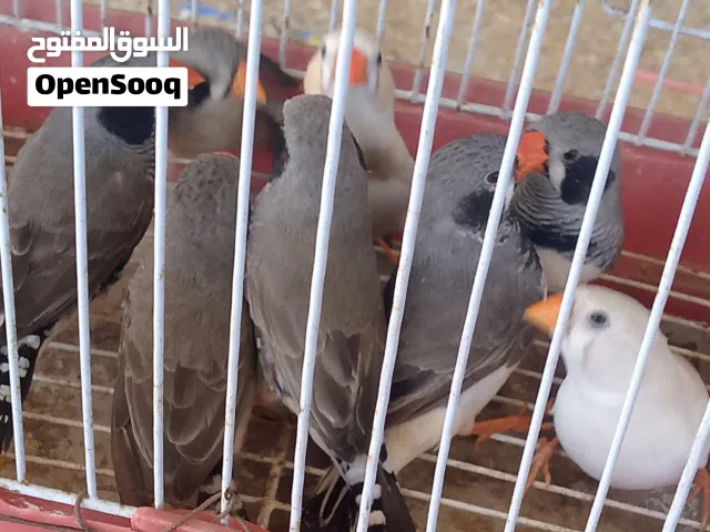 زيبرة 5ازواج