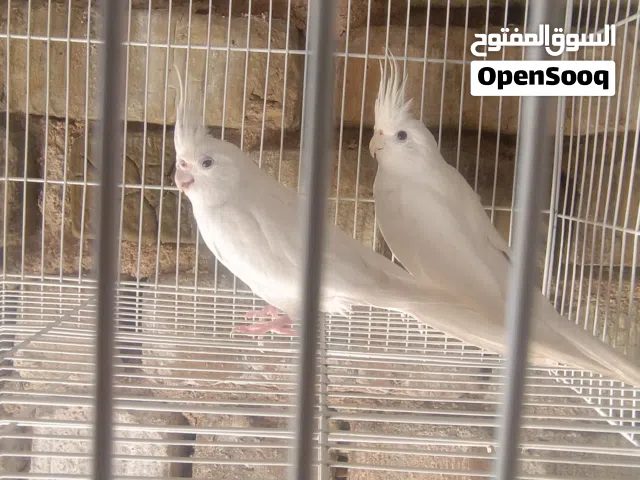 كوكتيل البينو عيون حمر مبيض