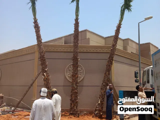 نخل واشنطني امريكي زينه