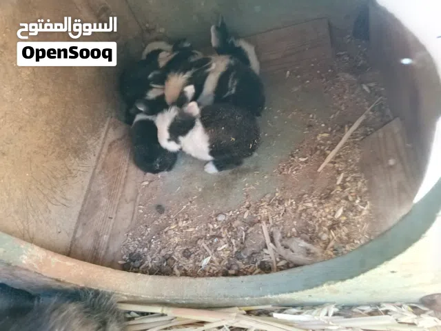 جوز ارانب بلدي محترم معهم سته ومعشره والله اعلم