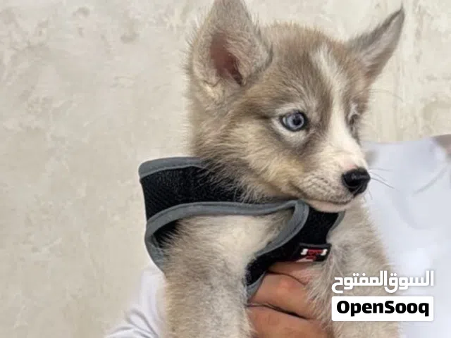 كلب هاسكي العمر شهر