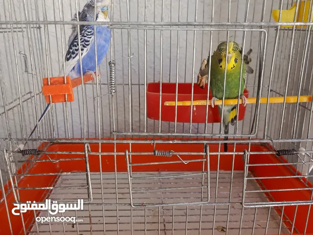 روز البينو وهوجو رومو