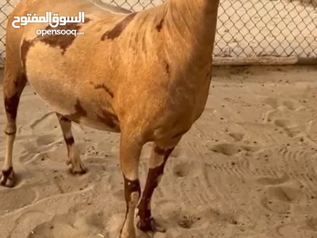 صخله صلاليه العمر سديس