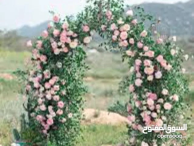 خزامة خالد الخطيب