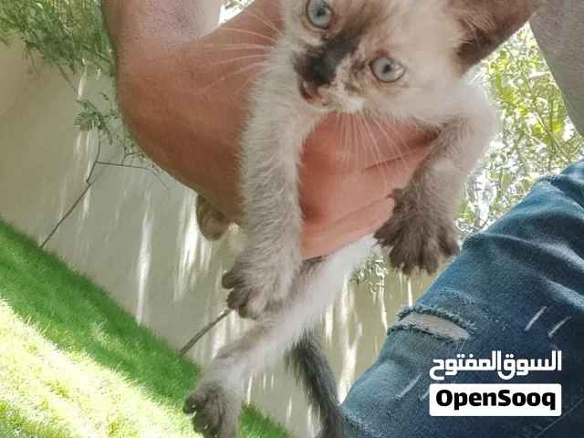 قطوس سيامي ماشالله درجه اولا