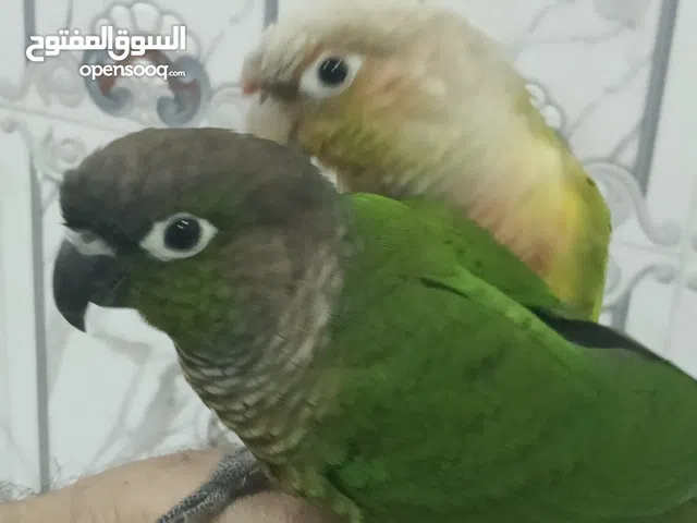 زوج كنيور أليف بالغ،الحجم متوسط