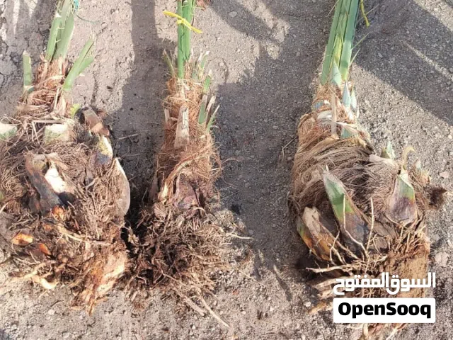 صرم نخيل للبيع