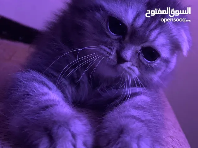 قطتين فولد وبرتش ب 100