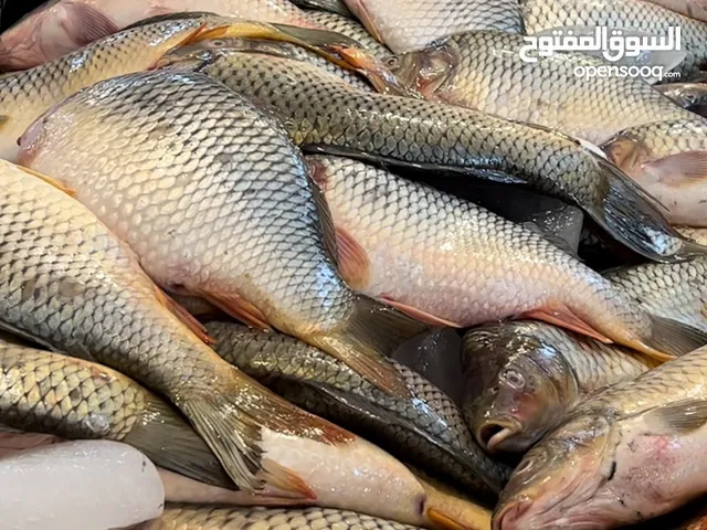 تصدير سمك النهر كبور ايران خوزستان الاهواز سعر جملة