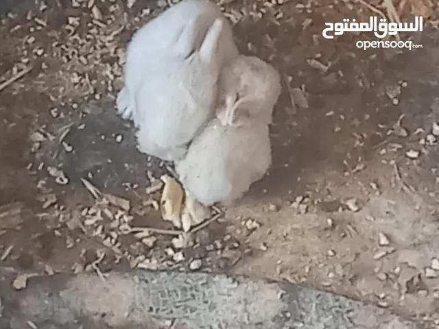 كوم ارانب عدد (5) للبيع بسعر مناسب أنثى بلدي للون سكني معشره من 10 أيام معها فراخ ثنين فرنسيات ابيض
