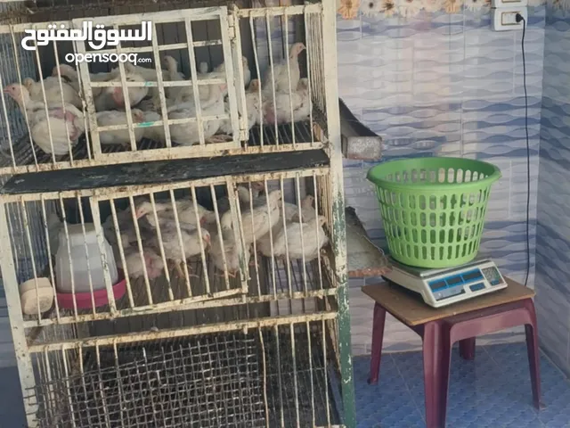 محل نتافه عدد