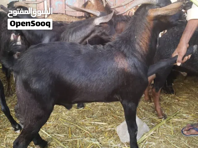 تيوس وخرفان مراعي طبيعية