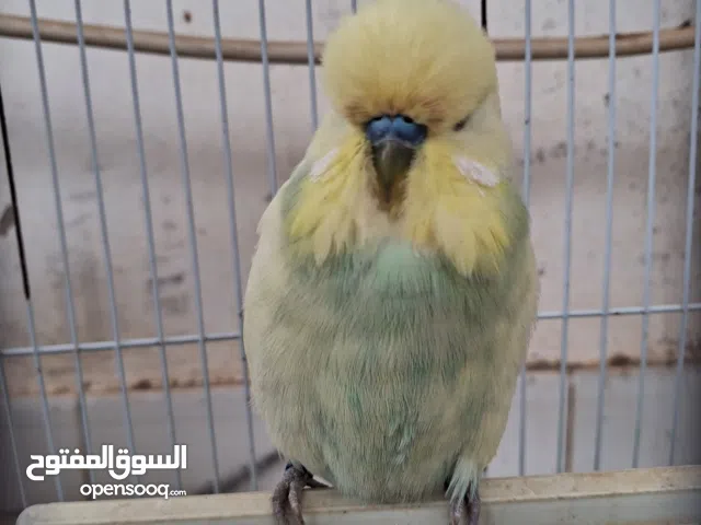 طائر بيديجنو جامبو