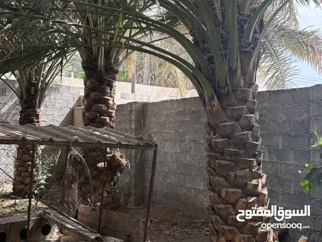 نخيل كبار للبيع خرايف