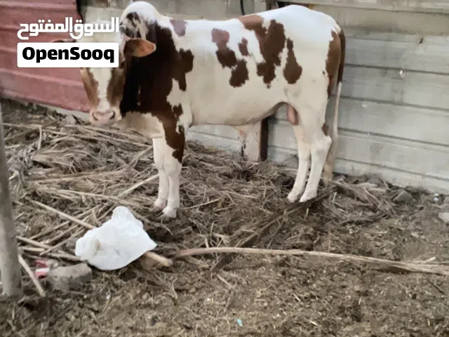 اقره الوصف
