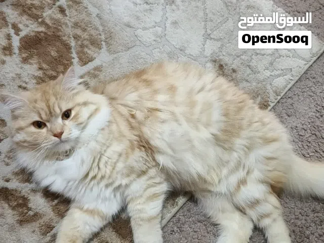 قطة شانشله لون ذهبي بحجم صخير وشعر كثيف تحب اللعب ولا تتناول الا اكلها المخصص