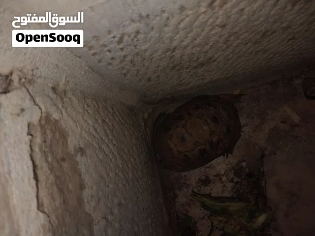 سلحفاة ذكر حجم صغير للتزاوج وغيره اللي بده يقتني سلحفاة