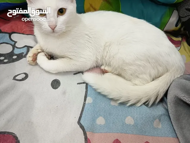 للتبني قطه باندورا