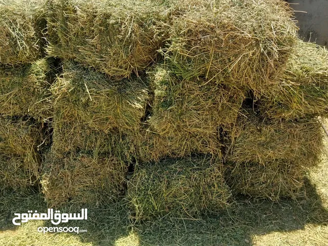 موجود برسيم امريكي