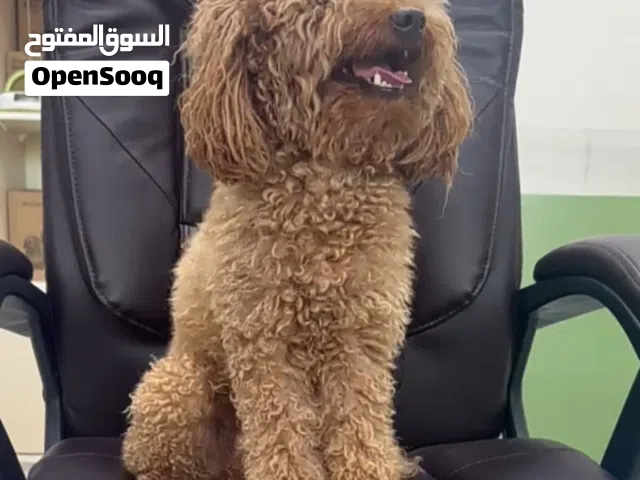 ذكر بودل مميز جميع المطاعيم ومايكروشيب.  ..متوفر جميع مستلزمات الكلاب