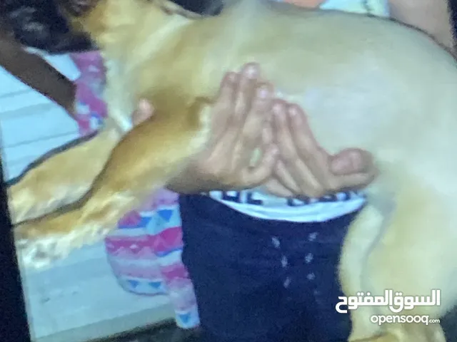كلب شيواوا مهجن مع بابيلون