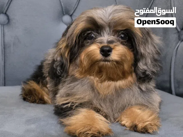 poodles and exotic maltipoo