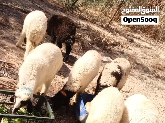 اغنام للبيع