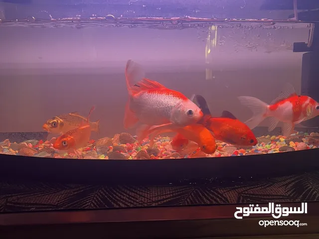 اسماك زينه وحوض سمك مع جميع ملحقاته