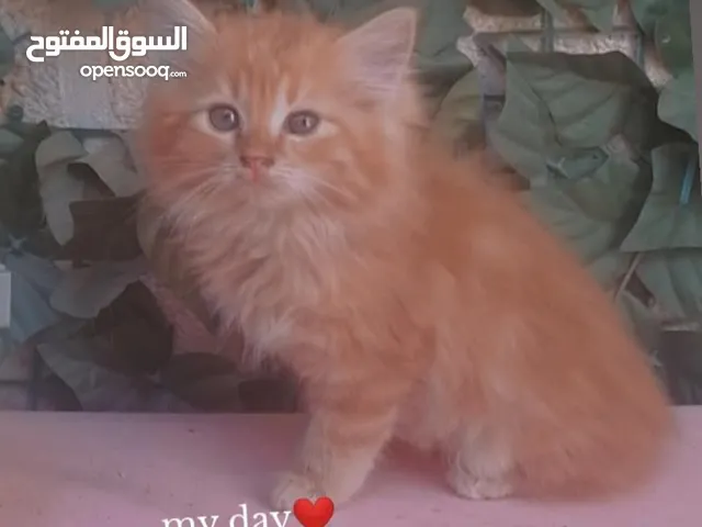 قطط صغار للبيع