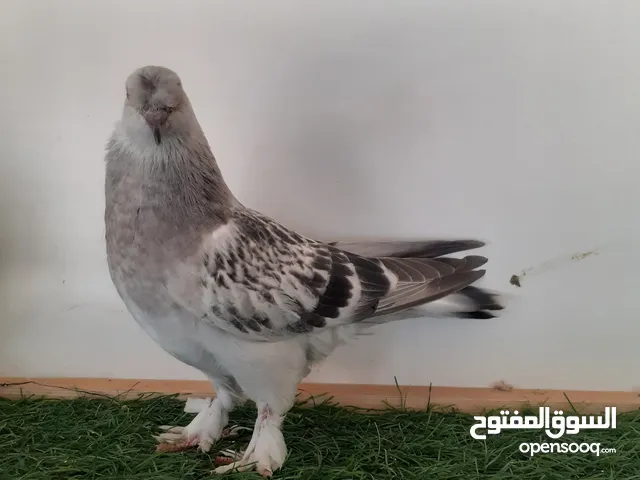 7 طروف تاكلا للبيع