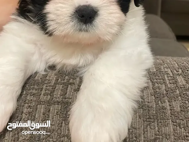كلب زينه انثى جرو اليفه جدا فرنسي كتن بيبي فرنش تيرير مالتيبو مالتيز بيكنز بودل لولو فكس