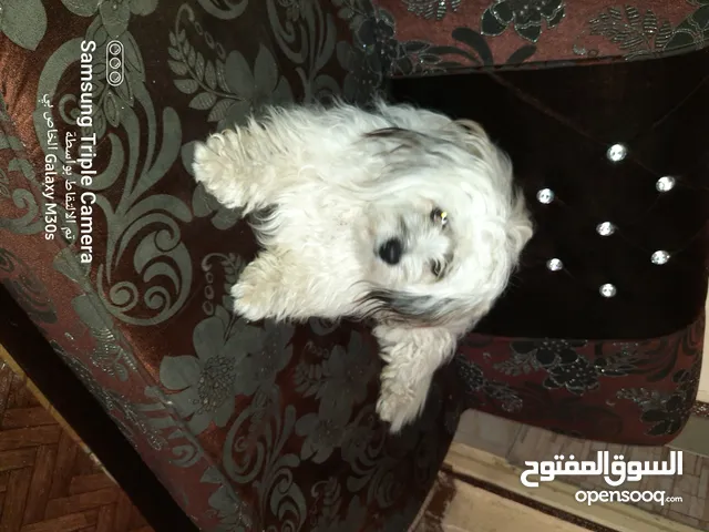 كلب زينه حلو