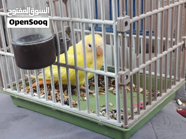اورانج مرووض