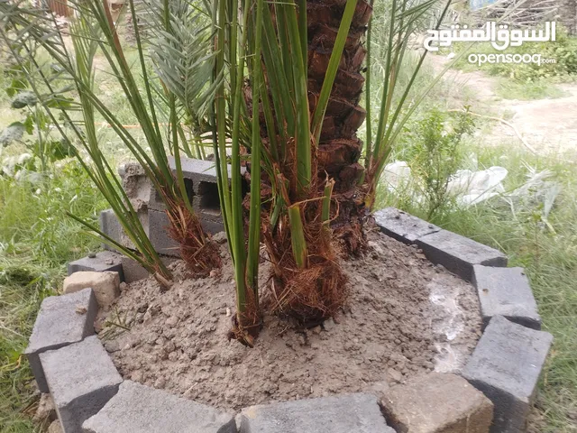 فروخ نسيجي للبيع احجام وسط وكبيره