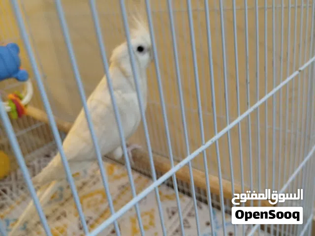 زوج كوكتيل للبيع صحة ونظافة 100%