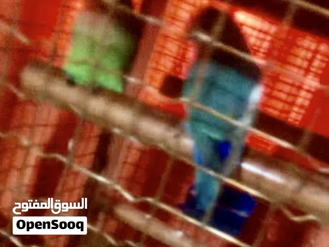 زوز كوبيات اصفر ولي جنبه مروضات ترويض تام ربي يبارك وزوز تانيات شوي بدون قفص ريش بس
