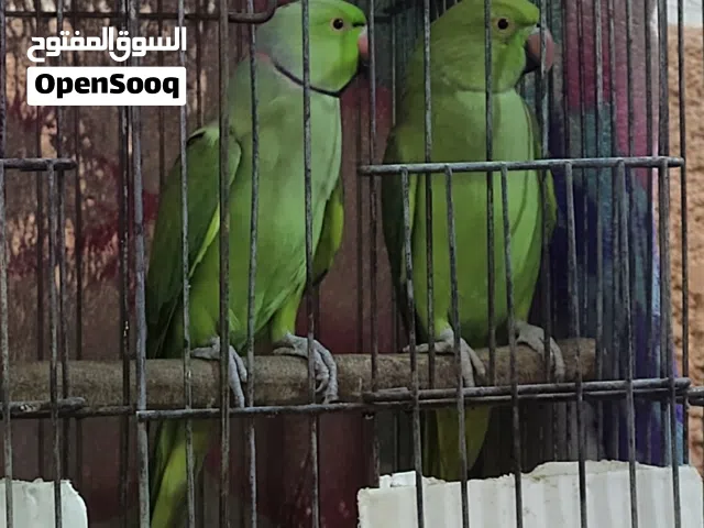 سعر مناسب زوج درة جاهزات للتزاوج 225 الف فقط