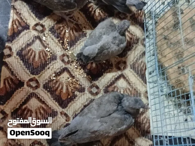 افراخ ورشان او طبن