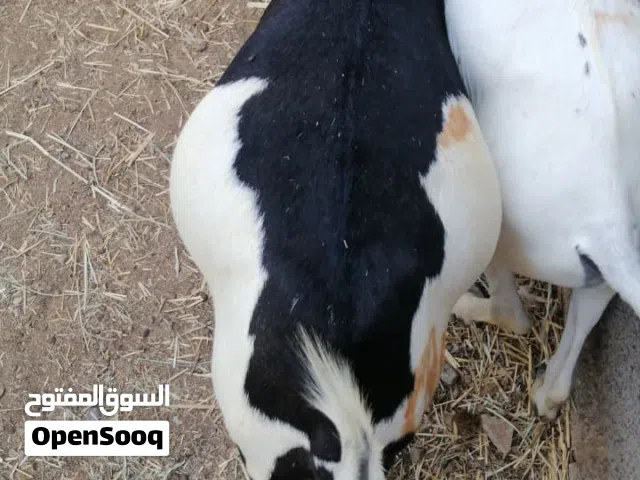 تيوس مطعومات فتره طويله