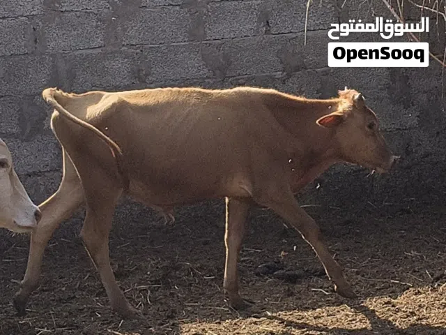 عجل عماني العمر سنه