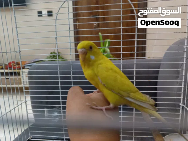 كناري اليف طينه للبيع  نثيه طالبه فحل