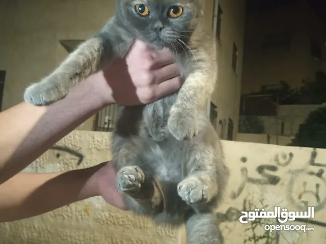 قط هملايا العمر 4 شهور