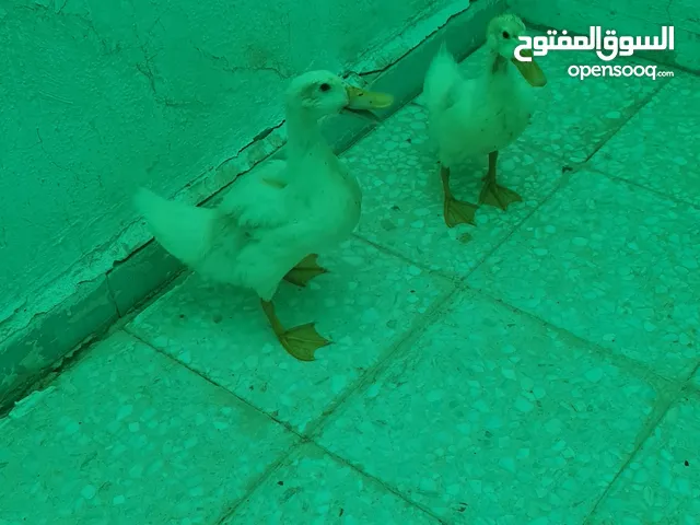 متوفر ذكر وانثى بط بصحة جيدة