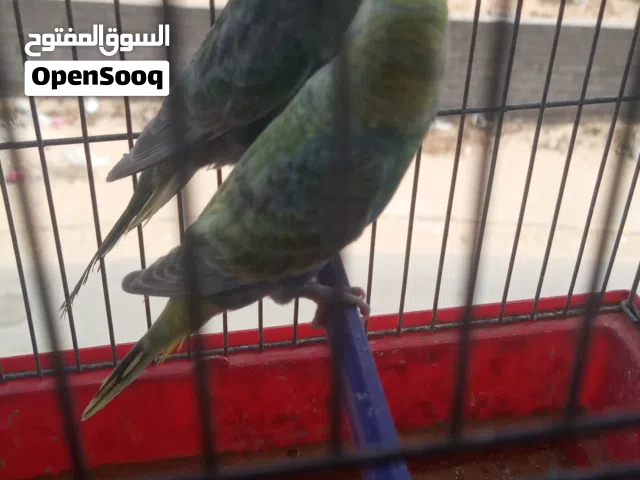كوبية بقلينو رينبو