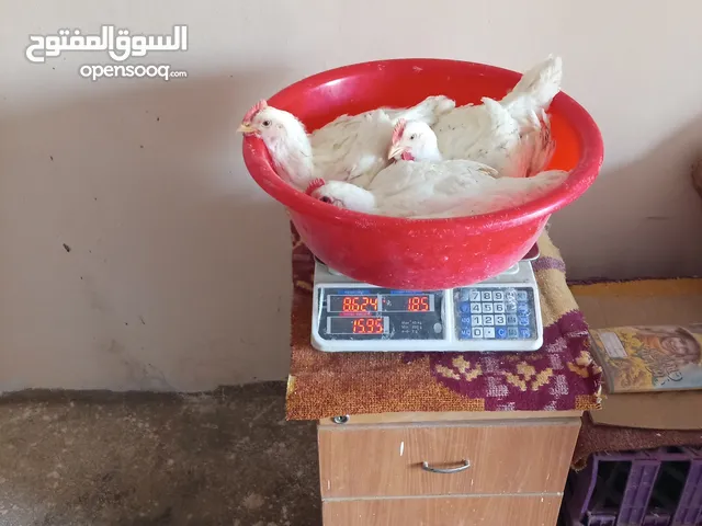 محلات الايمان لمعدات الدواجن