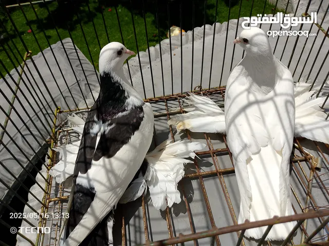 كوبيه هزاز علي دحي
