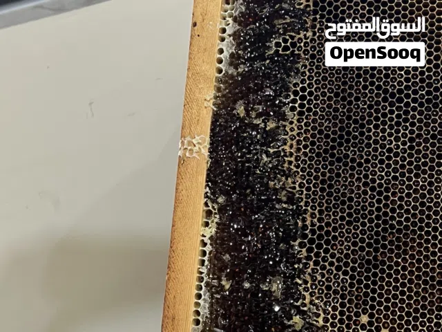 عسل ربيع 2026 طبيعي